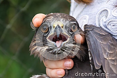 Scientist holding a common buzzard Buteo buteo in a bird banding/ringing session Stock Photo