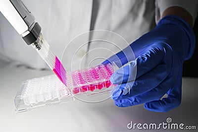 Scientist holding Multi channel pipette withdrawing pink color solution from 96 well plate for biomedical research with white Stock Photo