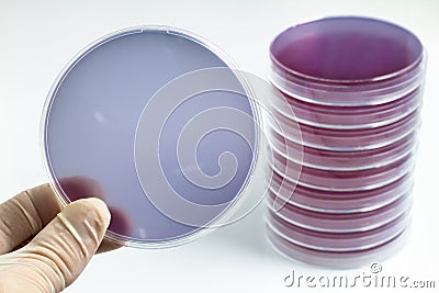Scientist holding a petri dish Stock Photo