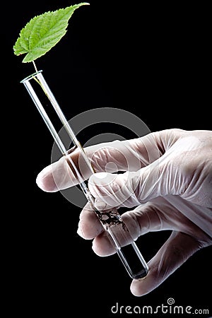 Scientist holding test tube with seedling Stock Photo