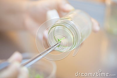 Scientist holding tongs for picking plant tissue culture in bottle, performing laboratory experiments. Small plant in test bottle Stock Photo