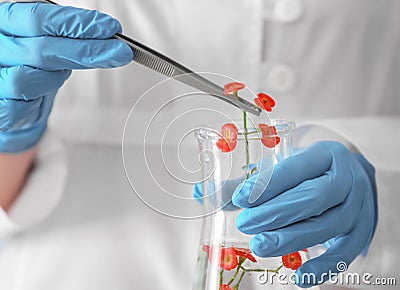Scientist holding tweezers and flask with flowers, closeup Stock Photo