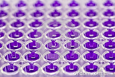 Scientist holding a 96 well plate with samples for biological analysis / Researcher pipetting samples of liquids in microplate for Stock Photo