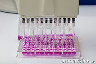 Scientist holding a 96 well plate with samples for biological analysis / Researcher pipetting samples of liquids in microplate for Stock Photo