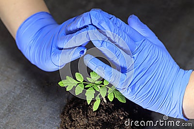 A scientist holds a sprout in his hands. this is tomato The concept of protecting plants from extinction Stock Photo