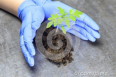 A scientist holds a sprout in his hands. this is tomato The concept of protecting plants from extinction Stock Photo