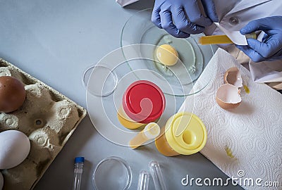 Scientist at laboratory investigates the crisis caused by the fraud of the contaminated eggs with fipronil Stock Photo