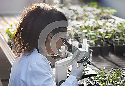 Scientist looking at microscope in greenhouse Stock Photo