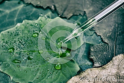 Scientist with natural drug and cosmetics research, Organic essence oil dropping on green leaf among dry damage leaves. Stock Photo