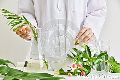 Scientist with natural drug research, Natural organic botany and scientific glassware, Alternative green herb medicine. Stock Photo