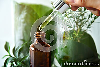 Scientist with natural drug research, Natural organic botany and scientific glassware, Alternative green herb medicine. Stock Photo