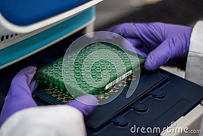 Scientist or researcher or PHD student take DNA samples from fla Stock Photo