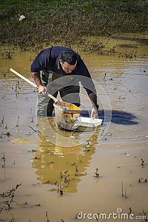 Scientist sampling for biota in a wetland Stock Photo