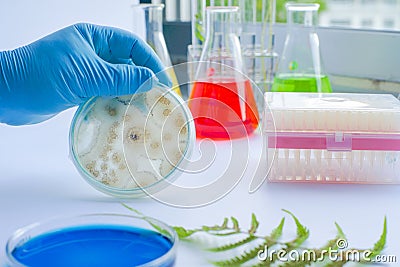 Scientist show colony of fungus Stock Photo