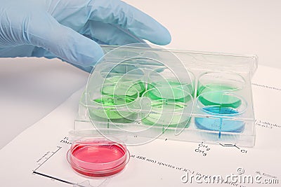 Scientist staining of cell cultures in biochemical research laboratory Stock Photo