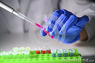 Scientist taking out pink chemical solution in eppendorf tube and pipette for biomedical research with tube rack on a white bench Stock Photo