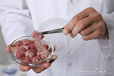 Scientist taking raw cultured meat out of Petri dish with tweezers in laboratory, closeup Stock Photo