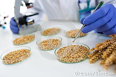 Scientist taking wheat with pincette at lab for research food Stock Photo