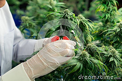 Scientist trim gratifying cannabis plant leaf with secateurs in grow facility. Stock Photo