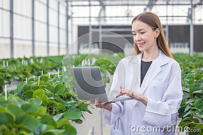 Scientist work collecting record plant farm grow data in computer database for agriculture research science education Stock Photo