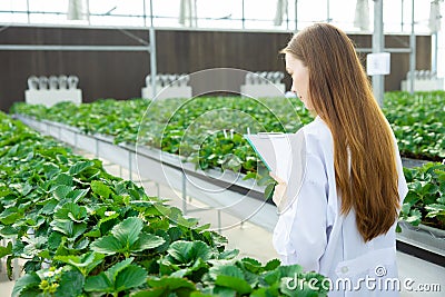 Scientist working collect data record tracking plant grow data for agriculture farm research science education Stock Photo