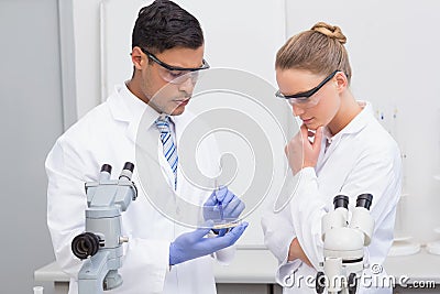 Scientists examining petri dish Stock Photo