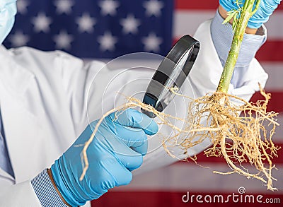 Scientists holding the roots of the cannabis plant for research while standing with the United States flag background. Stock Photo