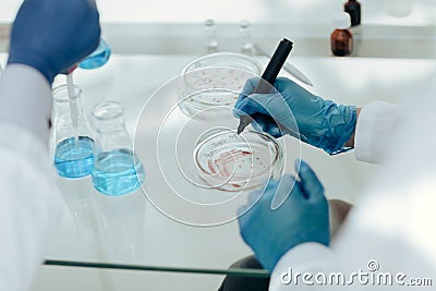 Scientists of the laboratory testing of microbial contamination in Petri plates. Stock Photo