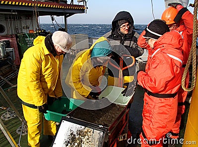 The Sea of Japan / Russia - November 30 2013: Scientists processing the sample of deepwater mud catched with the box core Editorial Stock Photo