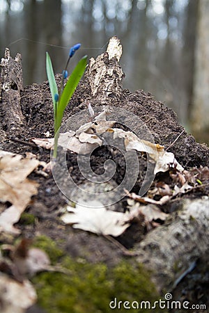 Scilla flowers on forest ground. Stock Photo