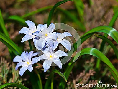 Scilla luciliae is cultivated as an ornamental flowering plant Stock Photo