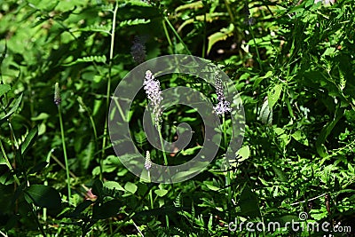 Scilla scilloides (Barnardia japonica) flowers. Asparagaceae perennial plants. Stock Photo