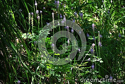 Scilla scilloides (Barnardia japonica) flowers. Asparagaceae perennial plants. Stock Photo