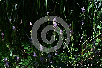 Scilla scilloides (Barnardia japonica) flowers. Asparagaceae perennial plants. Stock Photo
