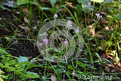 Scilla scilloides (Barnardia japonica) flowers. Asparagaceae perennial plants. Stock Photo