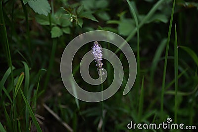 Scilla scilloides flowers. Stock Photo