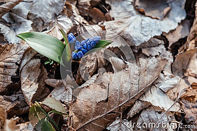 Scilla siberica, wild blue early flower, first spring blossom in wild forest garden Stock Photo