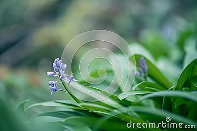 Scille lis-jacinthe or hyacinth of the pyrÃ©nÃ©es spring plant with blue flowers Stock Photo