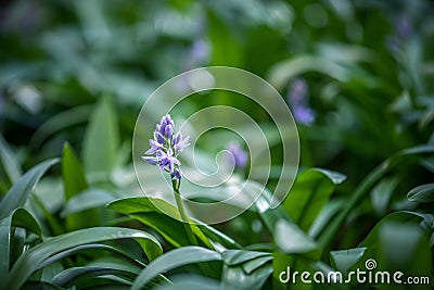 Scille lis-jacinthe or hyacinth of the pyrÃ©nÃ©es spring plant with blue flowers Stock Photo