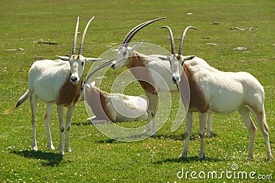 Scimitar-horned oryx Stock Photo
