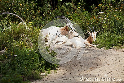 Scimitar Horned Oryx Stock Photo