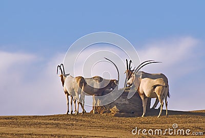 Scimitar-horned Oryx Stock Photo