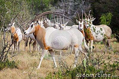 Scimitar Horned Oryx Bull Stock Photo