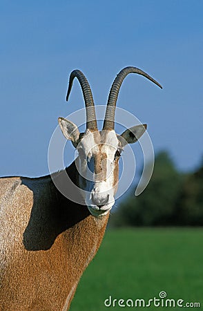 Scimitar Horned Oryx, oryx dammah, Portrait of Male, This Specy is now Extinct in the Wild Stock Photo