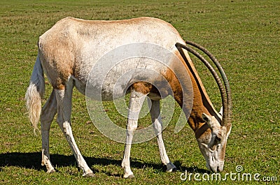 scimitar horned oryx grazing Stock Photo