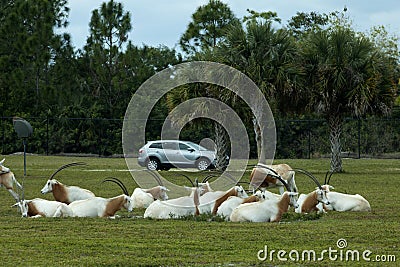 Scimitar-Horned Oryx Oryx dammah Editorial Stock Photo