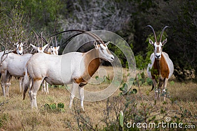 Scimitar Horned Oryx Stock Photo