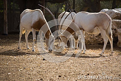 Scimitar Horned Oryx in zoo. Oryx dammah Stock Photo