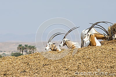 Scimitar oryx dammah Stock Photo