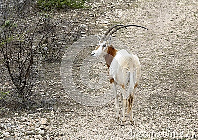 Scimitar oryx from the highway near Transitions Wildlife Photography Ranch near Uvalde, Texas. Stock Photo
